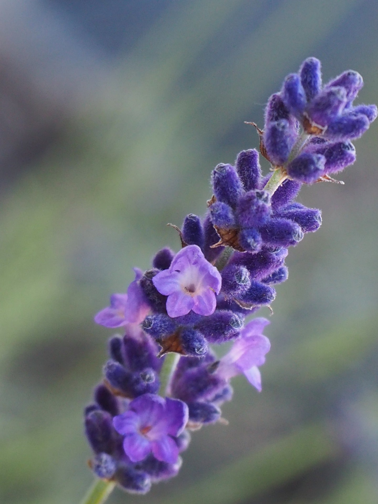 Entspannendes Lavendel-Kissenspray für erholsamen Schlaf (50 ml)