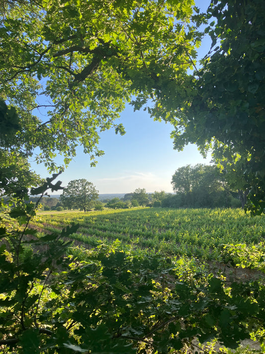 Weinberg in der Provence 