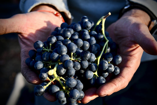 Die Kunst der Vendange: Die Weinlese für Roséwein aus der Provence